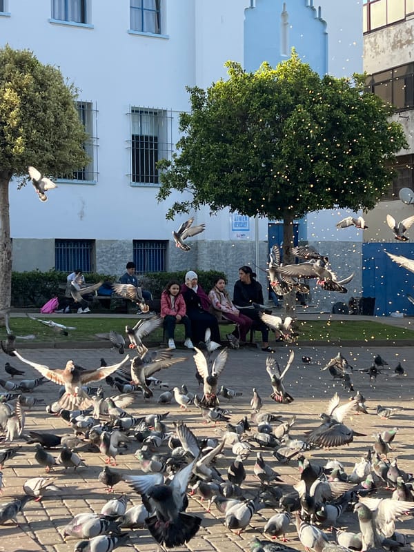 Daily life captured at pigeon-filled Tangier public square