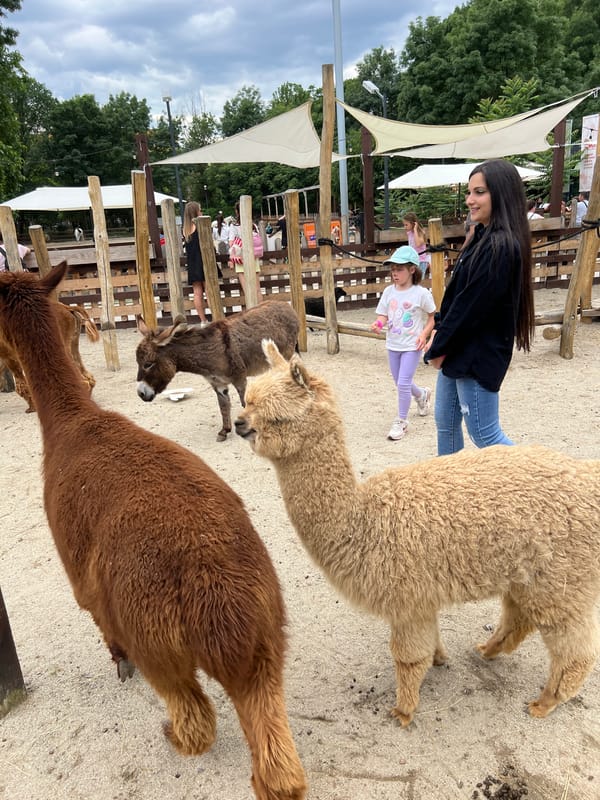 Sofia petting zoo visit features alpaca feeding, animal interactions