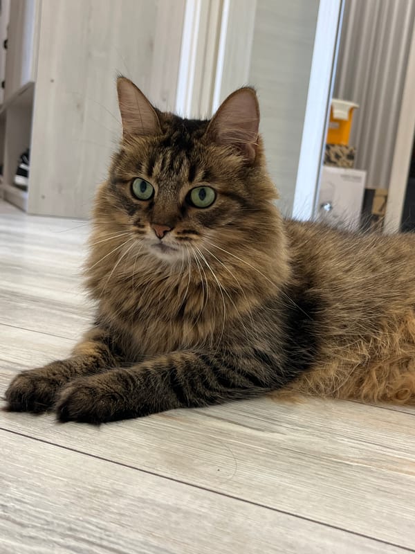 Brown tabby cat with green eyes relaxing on wooden floor