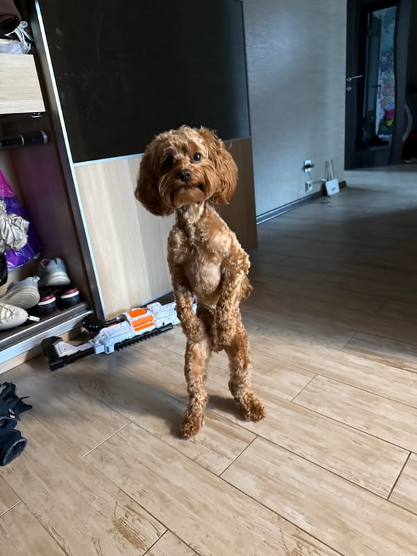 Dog lies on back on tile floor in Yekaterinburg