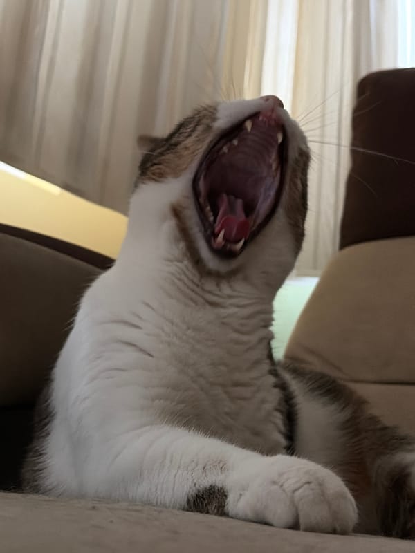 Cat naps and dusk skies on a quiet evening in
