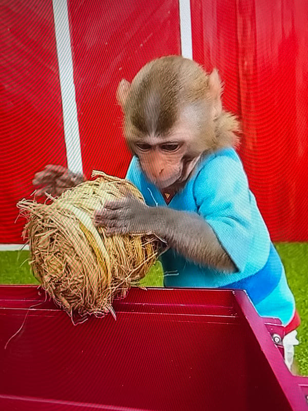 Costumed monkeys and wildlife photographed in outdoor setting