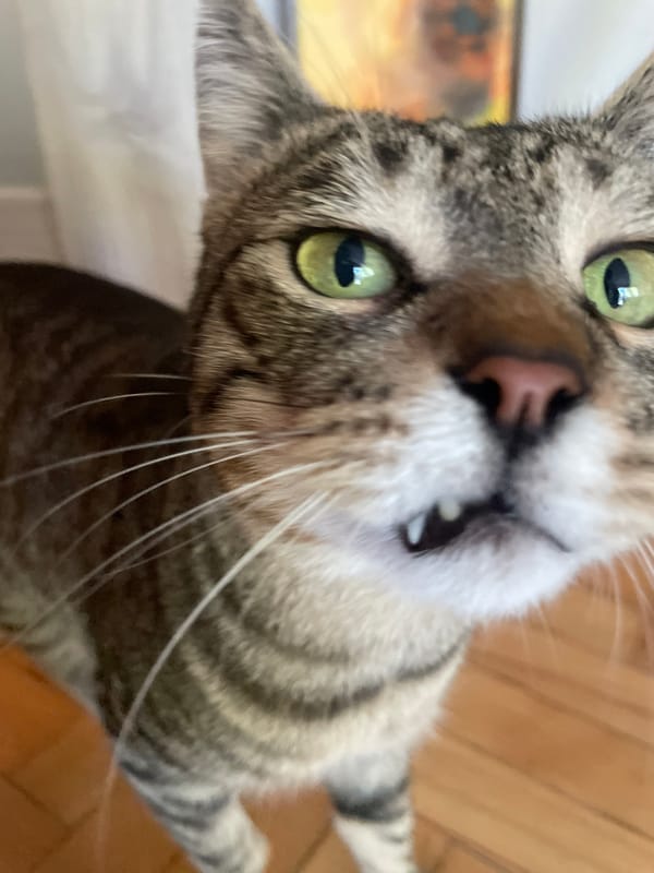 A tabby cat, a coffee stop, and city apartment streets