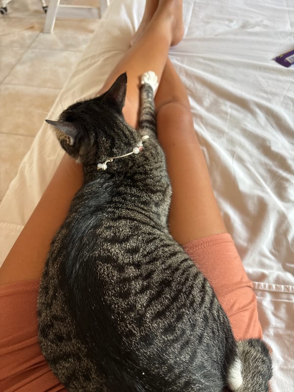 Tabby cat lounging across bare legs on a Bali afternoon