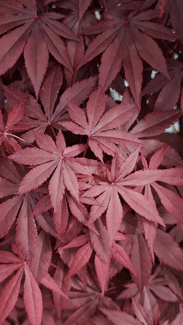Japanese Maple leaves photographed in deep reddish-purple display