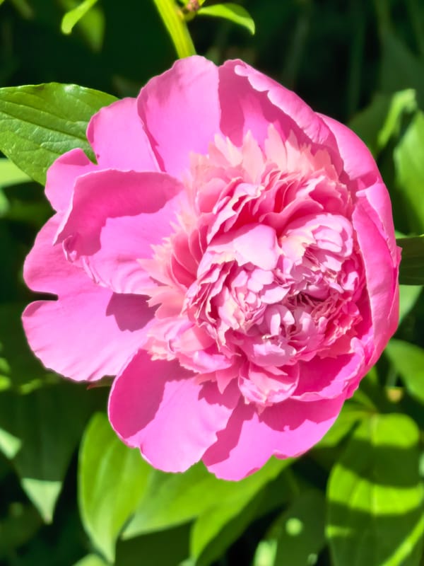 Morning scenes captured in Sterlitamak: blooming peonies, street life