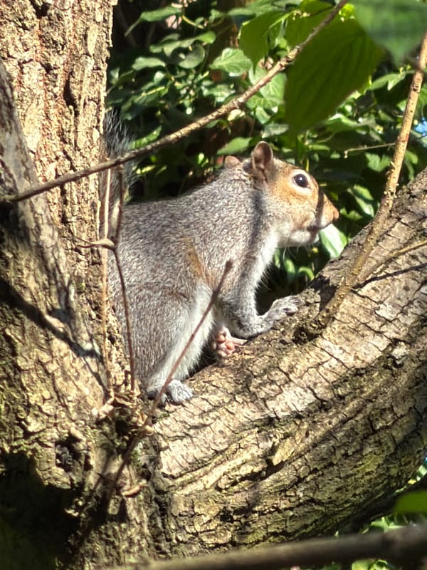Grey squirrel spotted on tree branch in Maidstone park