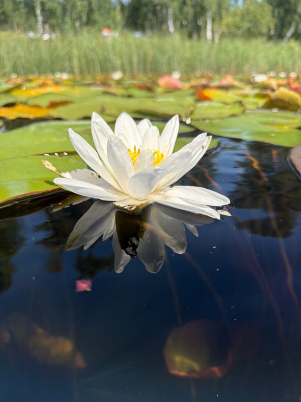 White water lilies, up close and personal from the lake