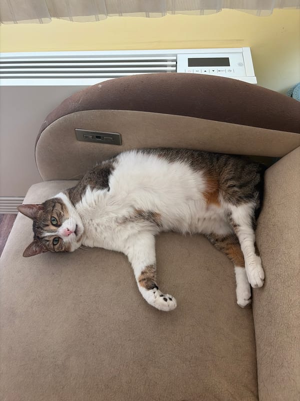 Cats fully committed to an afternoon nap