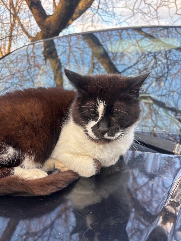 Cat and rose captured together on black car in Ukraine