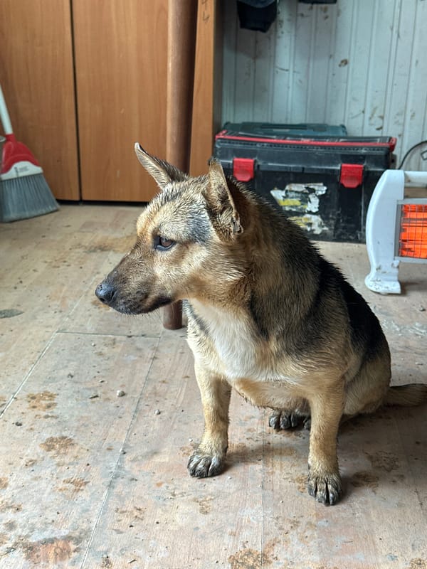 Wet muddy dog sits indoors after outdoor activity