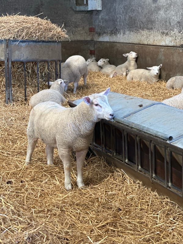 Lambs spotted in barn enclosure near Tunbridge Wells