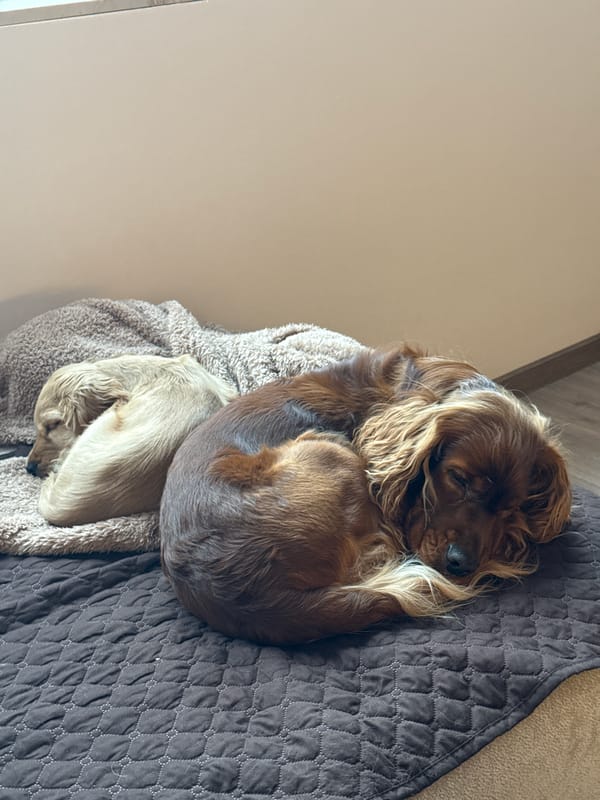 Cocker Spaniel sleeps peacefully on quilted bed in Sofia
