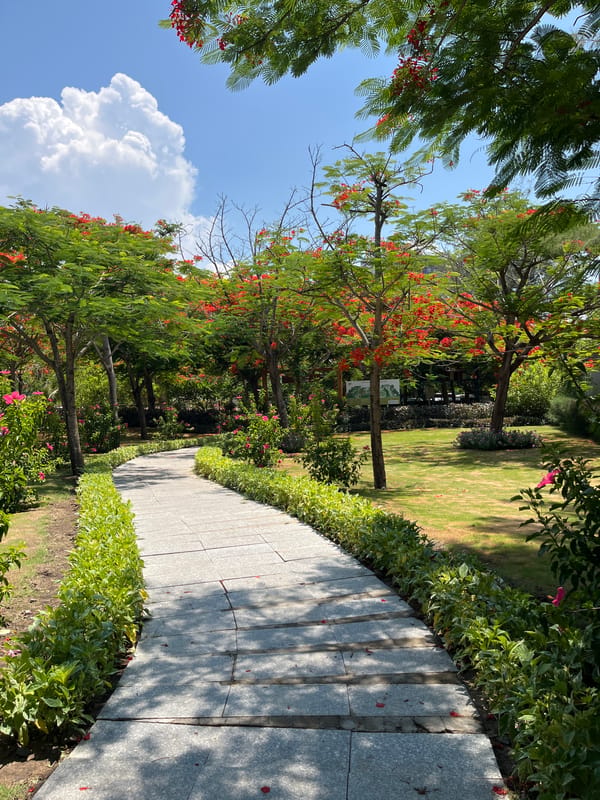 Park stroll through blooming flamboyant trees in Dong Ninh Hoa Ward