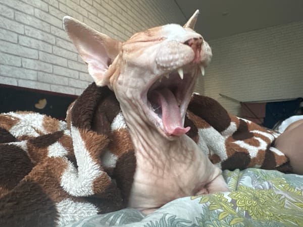 Lazy afternoon at home with a Sphynx cat, books, and art