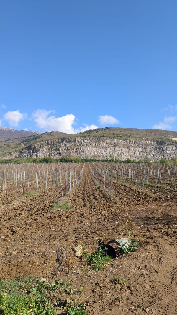 Ukrainian vineyard documented in early morning agricultural observation
