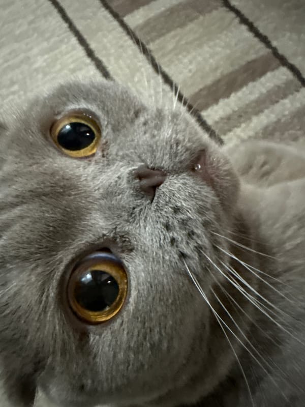 Scottish Fold cat documented in extended photo session, Strășeni