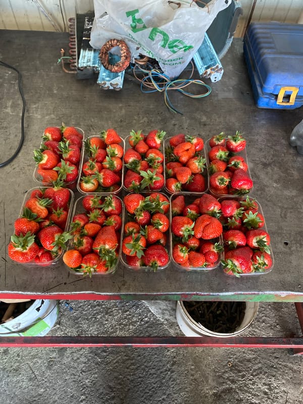 Strawberry vendor operates in Neftyanik workshop facility