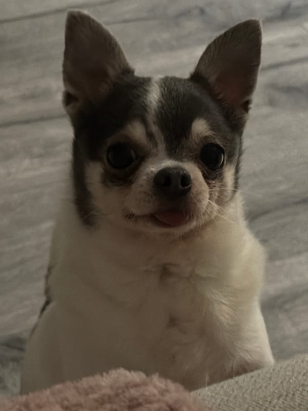 Chihuahua at home, caught from a few angles