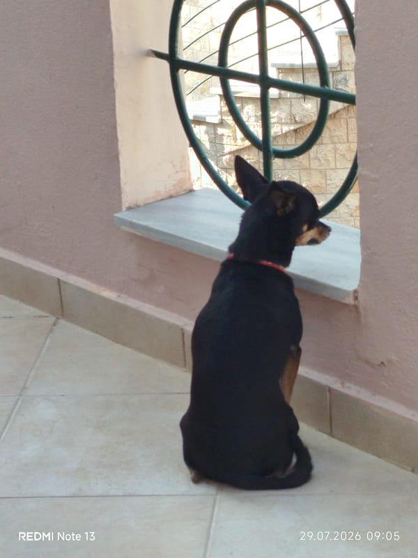 Dog watches the neighborhood from a tiled patio in Sithonia