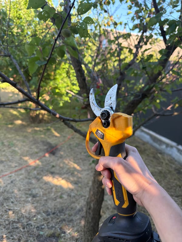 Cherry harvest and garden maintenance in Bila Tserkva backyard