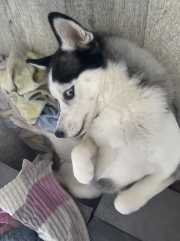 Husky dog captured in playful indoor moments