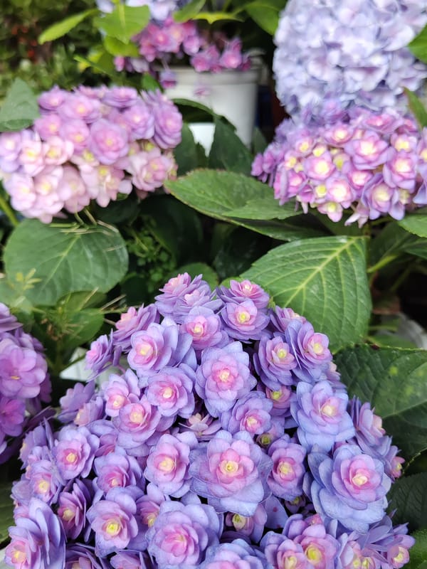 Morning scenes captured across Da Lat's flower-filled streets and alleys