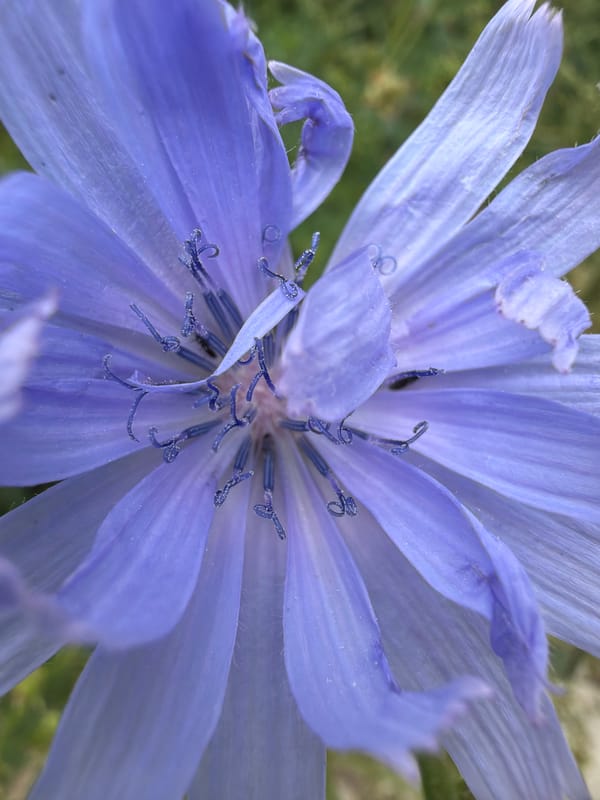 A quiet morning at home in Chaikovsky — flowers, pets, and a toddler
