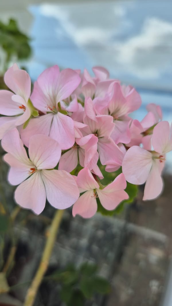 Midday slice of life in Lovech — flowers, streets, and a horse cart
