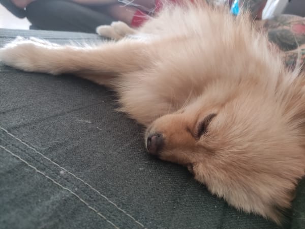 Small dog naps on couch in Sabadell