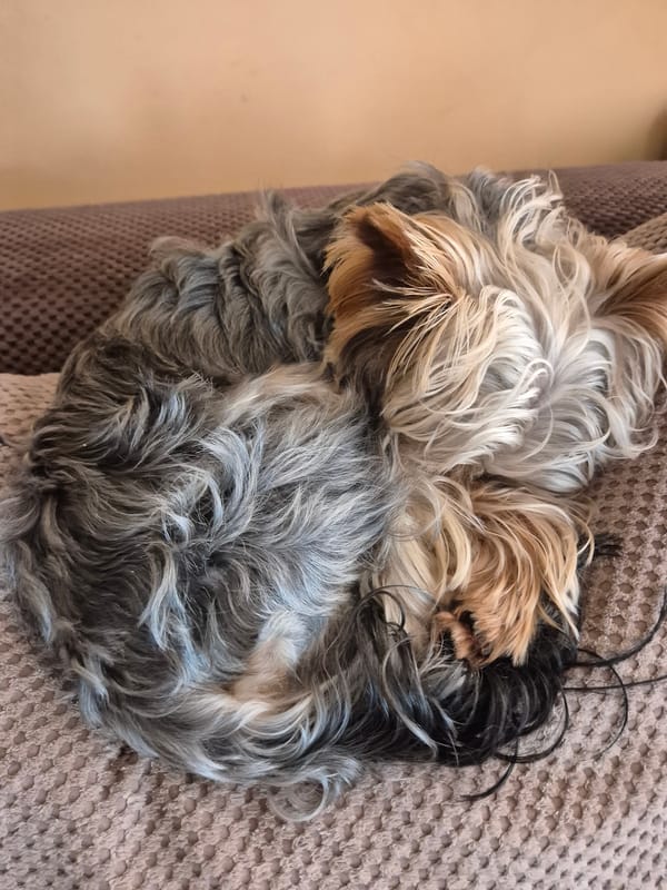 Yorkshire Terrier caught napping on sofa in Bulgaria