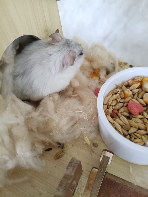 Hamster and homemade snacks on a quiet morning in Martuni