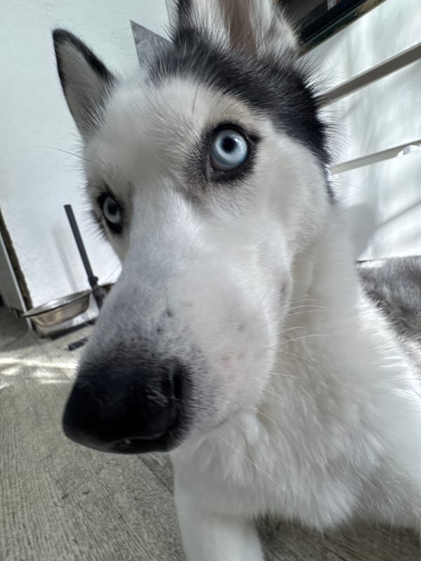 Domestic moments with blue-eyed husky captured over 10 minutes