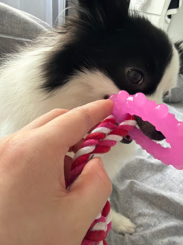 Dog plays with toy in Stara Zagora apartment
