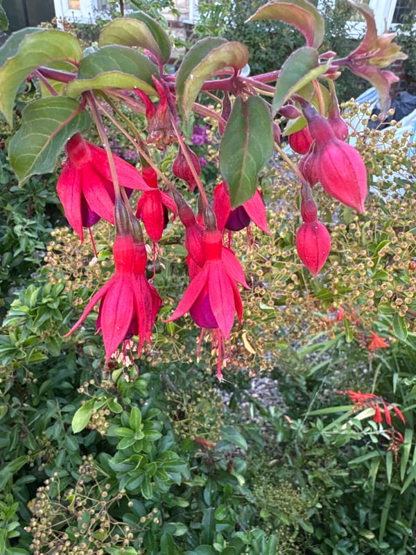 Chelmsford garden in full summer bloom, July 2026