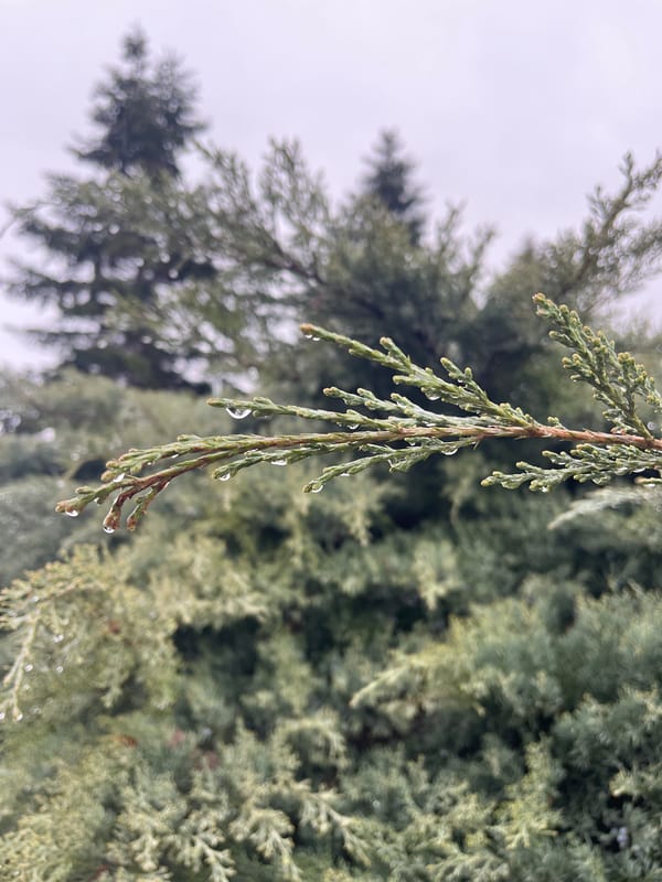 Morning dew clings to coniferous tree branch in Varna