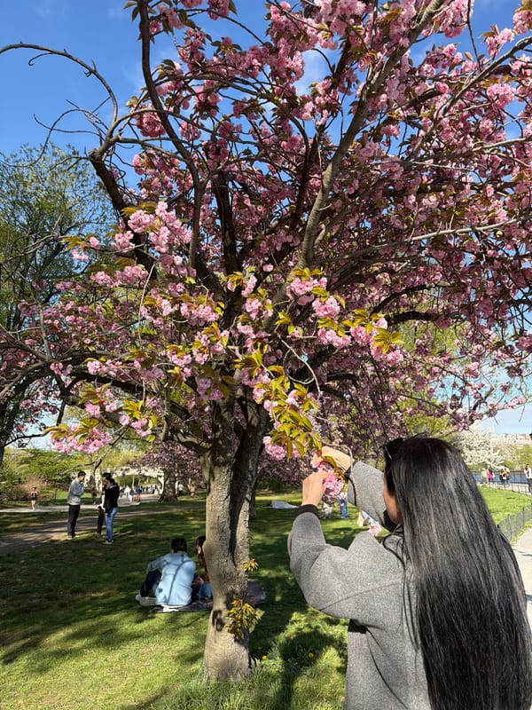Person picks spring blossoms near Central Park water