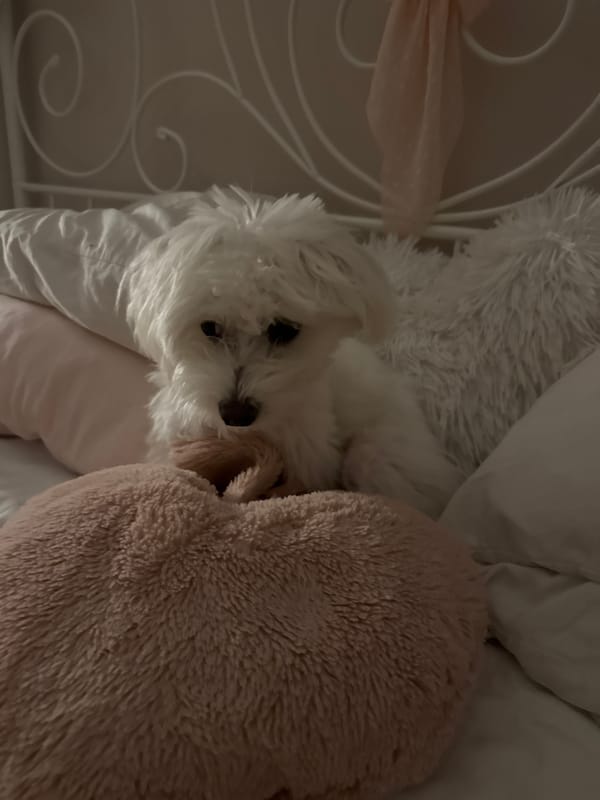 Small white dog photographed resting on bed in Bulgaria