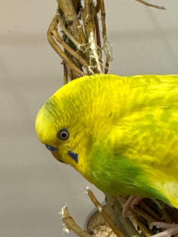 Close-up pet portrait collection featuring guinea pigs, budgies, and Shih Tzu