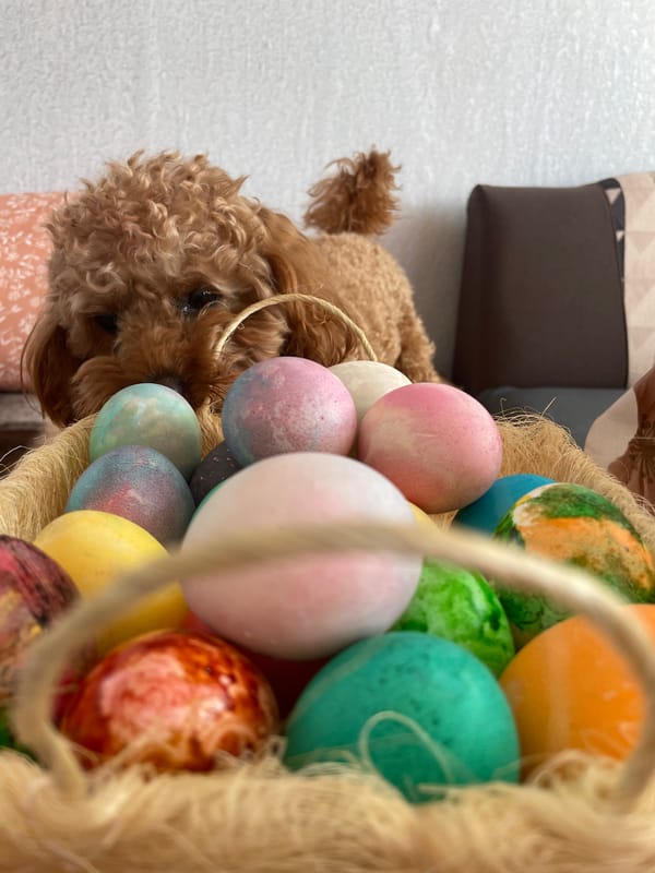 Curious poodle investigates colorful Easter eggs in Bulgarian town