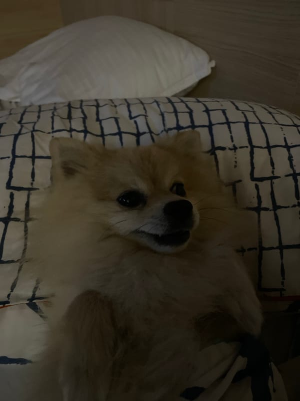 Fluffy dog relaxes upside down on bed in Plovdiv