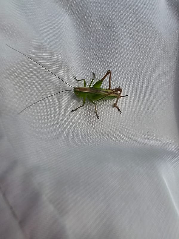 Green grasshopper rests on white fabric surface in Russia