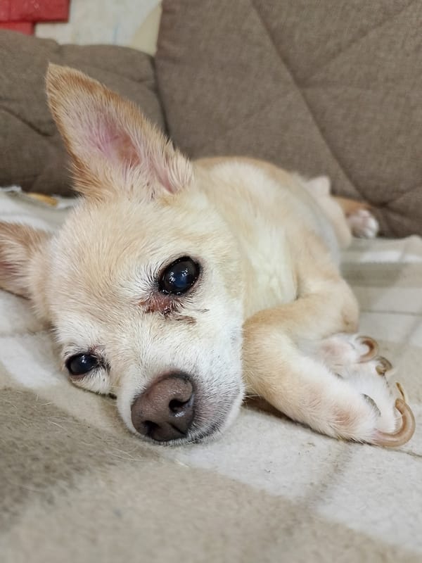 Chihuahua photographed resting on blanket in Tashkent home