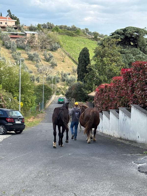 Man leads two horses down road in Italian town