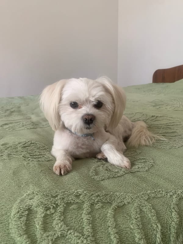 White dog relaxing on a green blanket