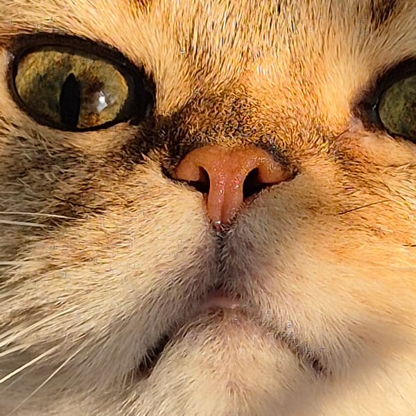 Tabby cat investigates a bowl of wet food in Kemerovo