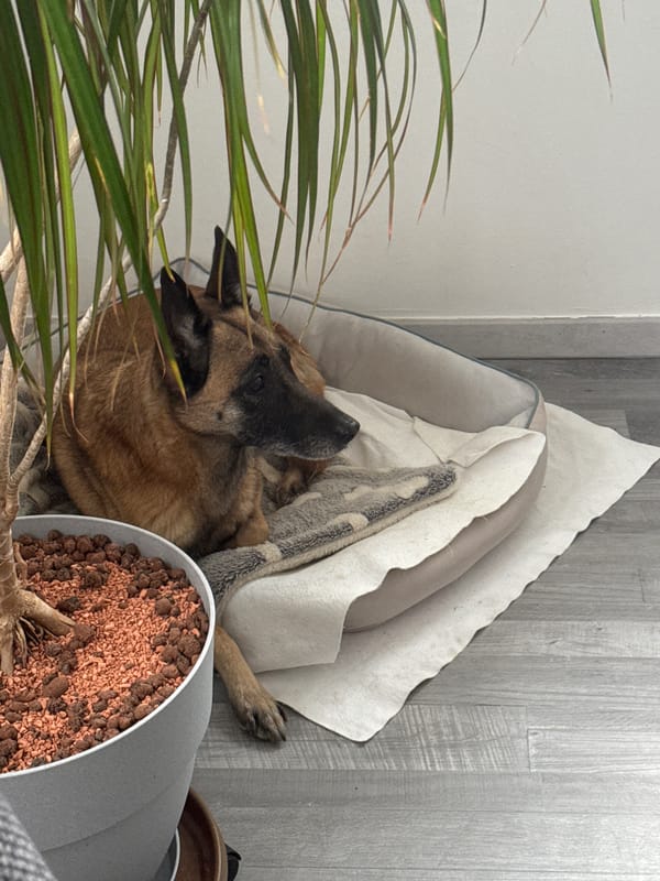 Dogs resting at home in Randegg, Austria