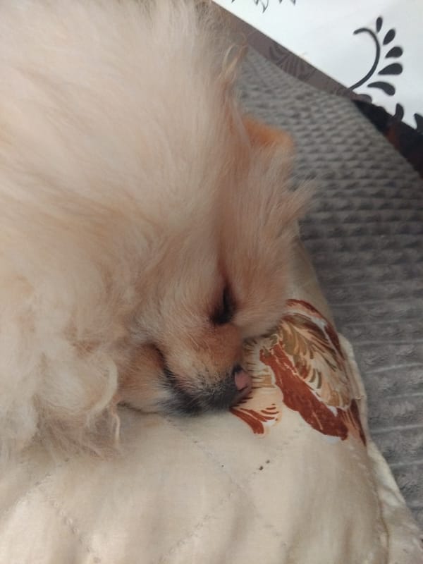 Pomeranian Dog Sleeps Peacefully on Couch in Bulgarian Home