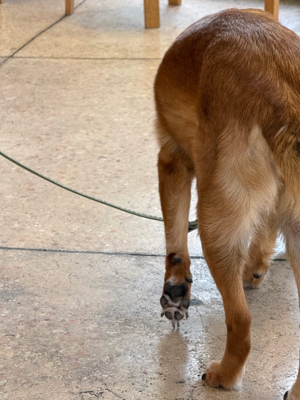 Dog on leash observed with owner in Tel Aviv