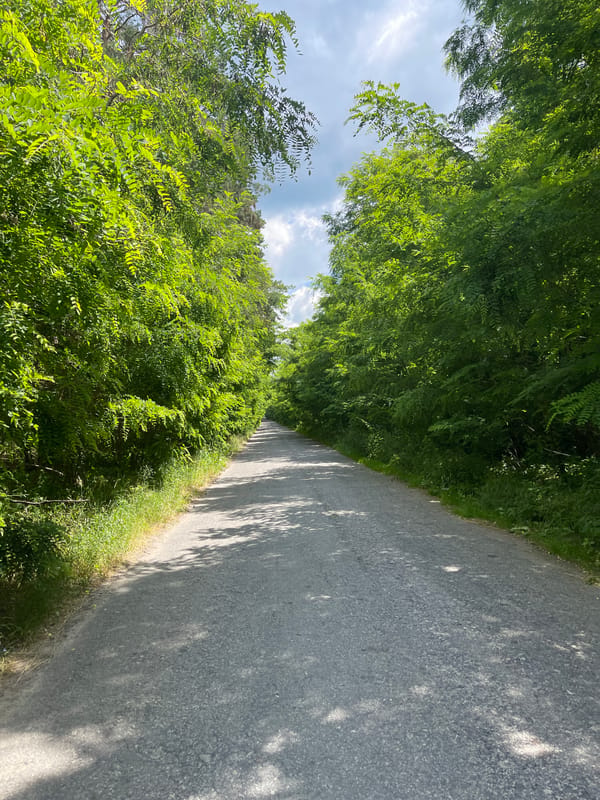 Morning walk through forests, fields, and tree-lined rural roads